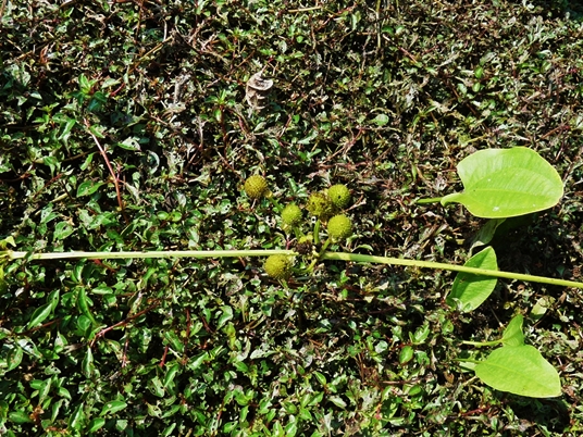 {Echinodorus cordifolius}